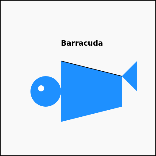 Barracuda Mascot - DrawGPT