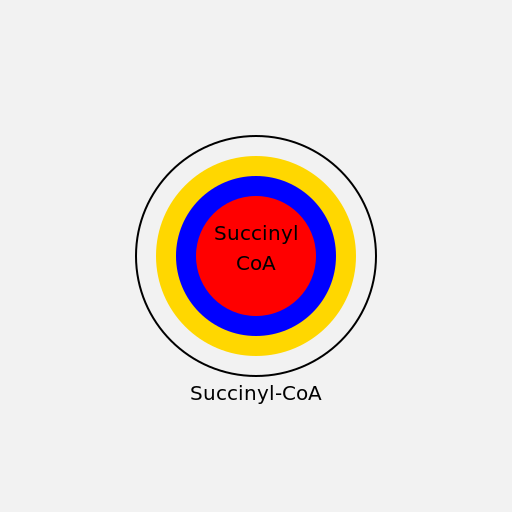 Succinyl-CoA - DrawGPT