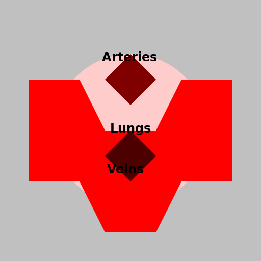 Lung Circulation - DrawGPT
