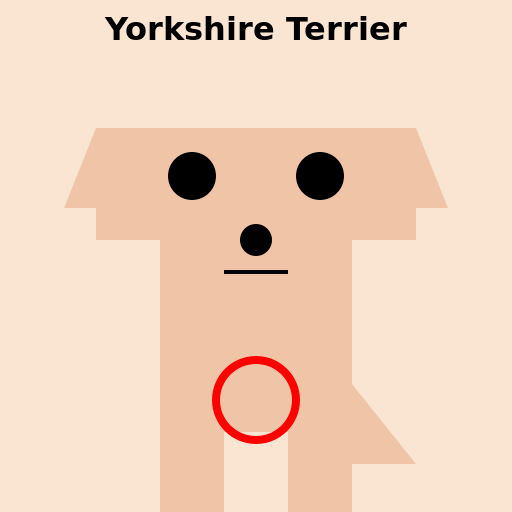 Yorkshire Terrier - DrawGPT