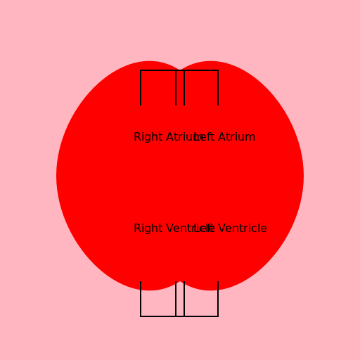 Neat Labeled Diagram of Human Heart - DrawGPT